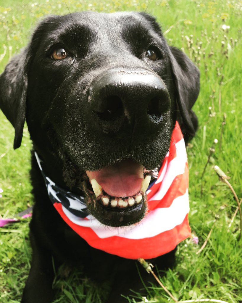 Cash_the_Lab's tweet photo. Happy Primaries Day! Go out and vote! #PrimaryElection #politics #votefordogs #cute #PAPrimaries #Vote https://t.co/ttRpUr1iMR