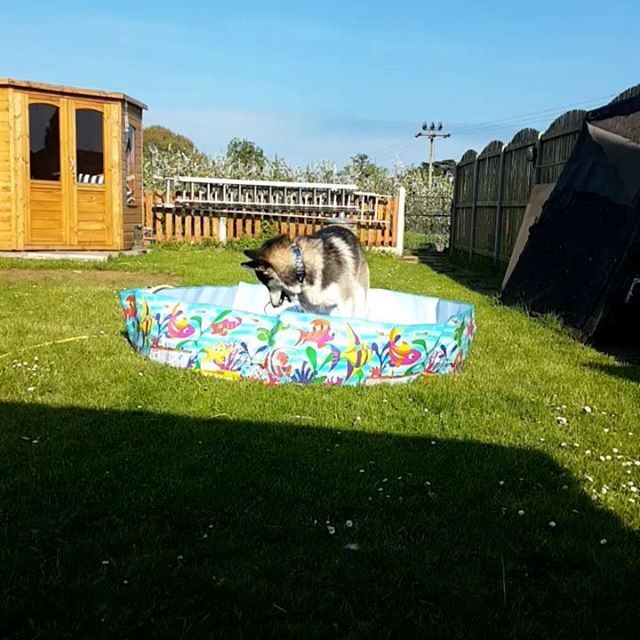 xAraneaex's tweet photo. When Badger meets water!
#gerberianshepskypuppy #siberianhuskypuppy #germanshepherdpuppy #pupsofig #instapuppy #instadaily #mansbestfriend #womansbestfriend #pupper #doggy #mischief #woofer #muckypup #puppylove #instapup #puppyofig #waterdog #cantkeepaway #nevercatchme https://t.co/AYyVFEFINg