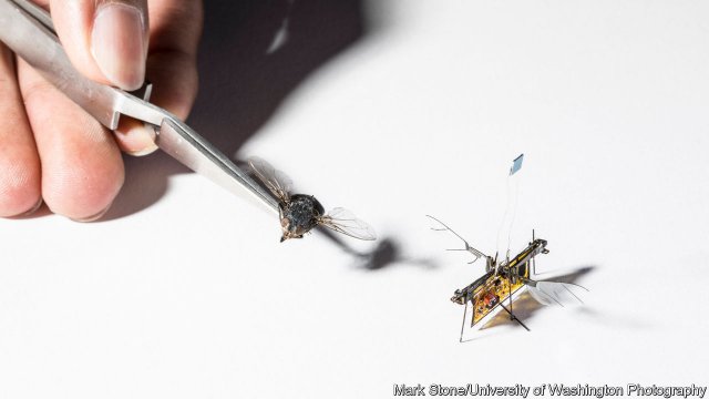 Ananyo's tweet image. The world’s lightest wireless flying machine lifts off econ.st/2IkJZjb Research by @blinkminster Shyam Gollakota et al. Story by me. #RoboFly #Microdrones