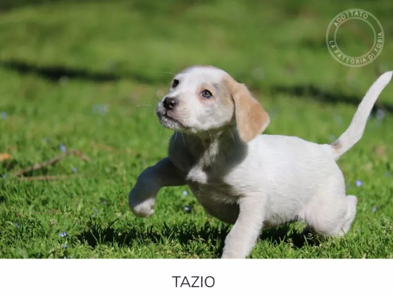 fattoriaditobia's tweet image. News in anteprima in App gratuita.
Hai controllato ? 😉
#TAZIO adottato