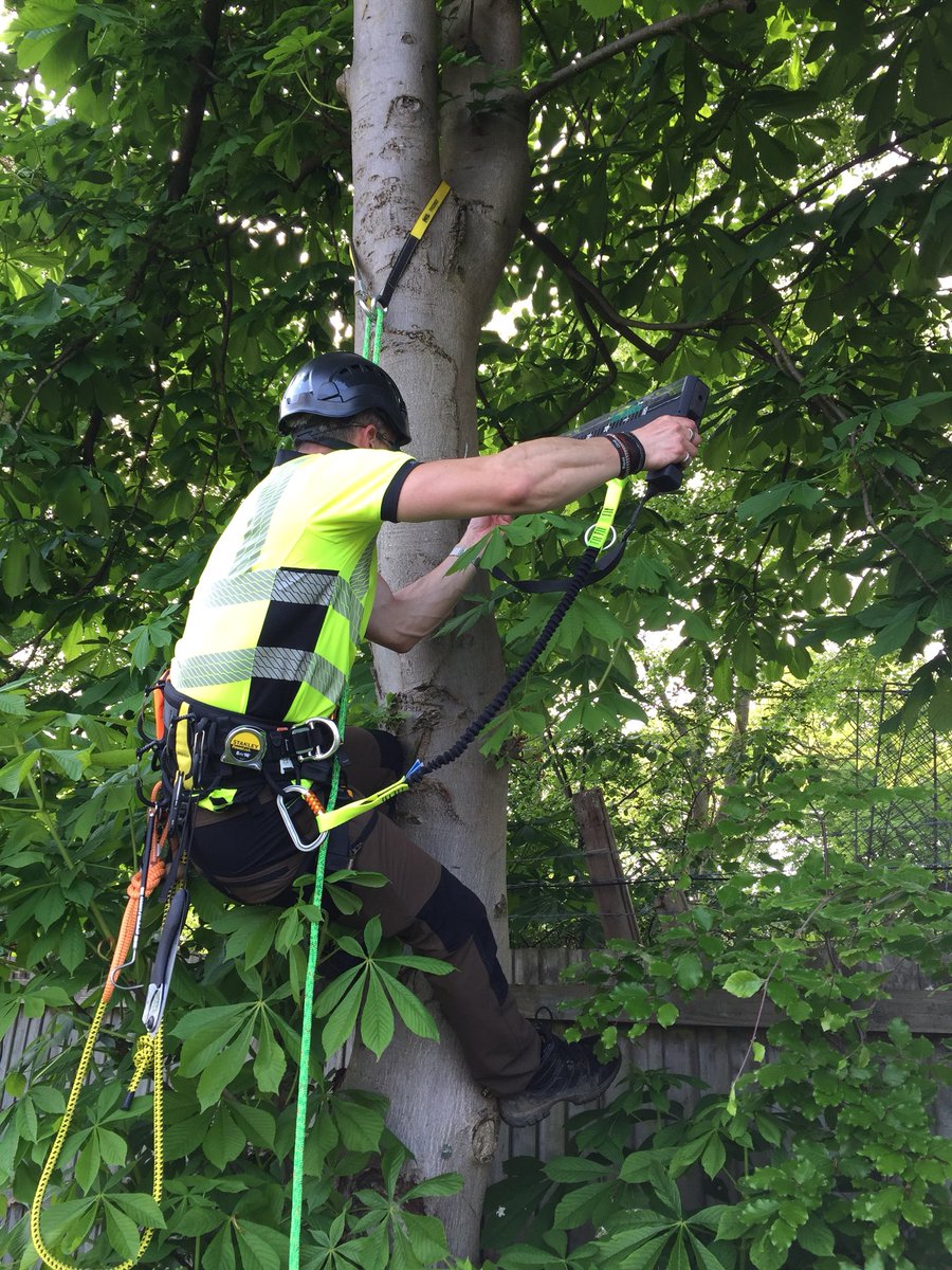 TctreesTracy's tweet photo. #rinntech #resistograph #decaydetection #tracyclarketreeconsultancy https://t.co/6aSGRE81bX