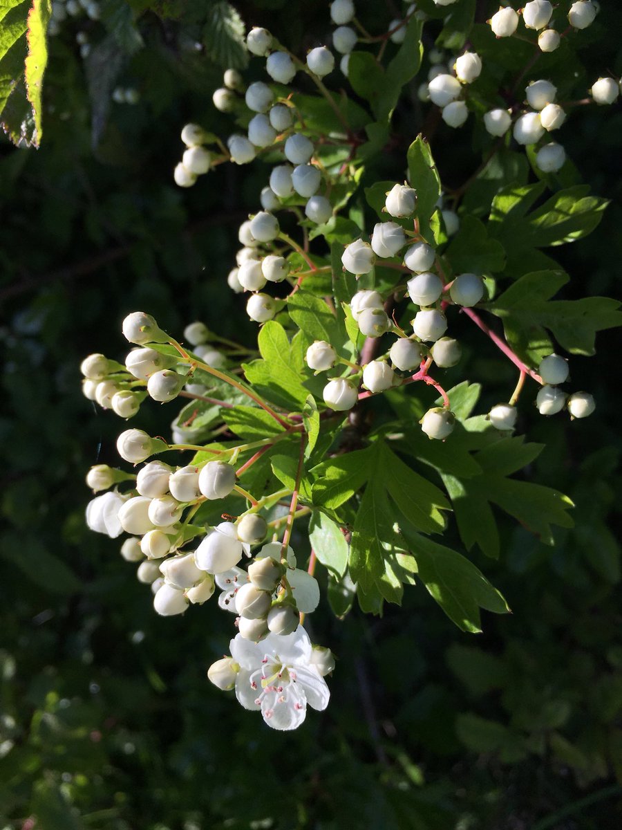 ericadrawing's tweet photo. #inspiration #mayflower #hawthorn #buttercup https://t.co/ZJhFl7iZkD