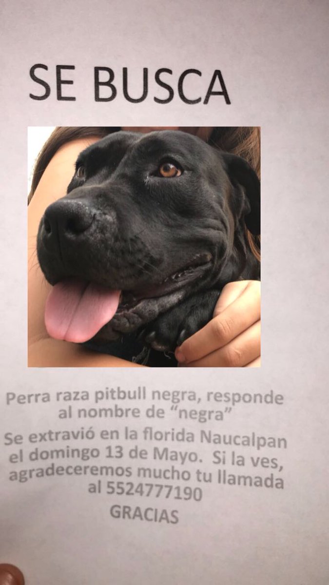 FloridaSat's tweet photo. Vecinos, se perdió en la colonia. Si la ven por favor no duden en llamar a los teléfonos que están en la foto https://t.co/e4D7WPonVC