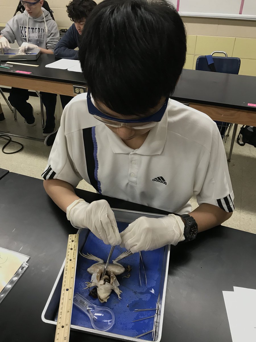 merrill307's tweet photo. And now for the grand finale of High School Biology!  🐸💃🏻 #WeAreFirebirds https://t.co/iZQmbmTBks
