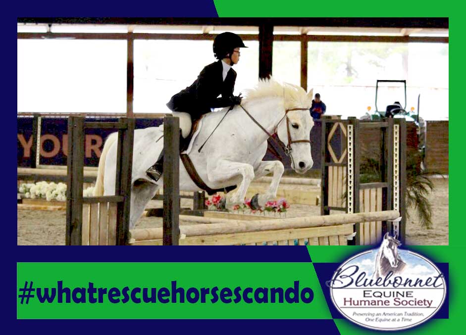 Adopt your own rescue horse - check out who is waiting for you:  bluebonnetequine.org/index.php/hors…
 
#HelpAHorse