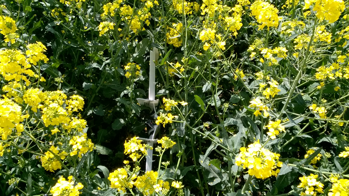 Watch out for the oil-seed rape fields this flying season! Make sure your #drone has one of our stickers on board in case it gets lost. dronefinder.co.uk