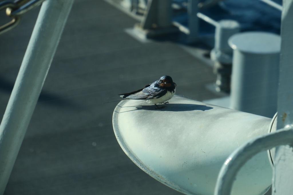 A swallow sitting on a spotlight, with the deck and bollards in the background