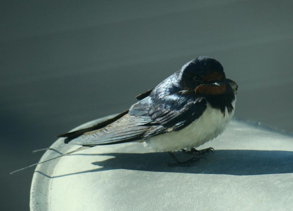 A close up of the swallow sitting on a spotlight