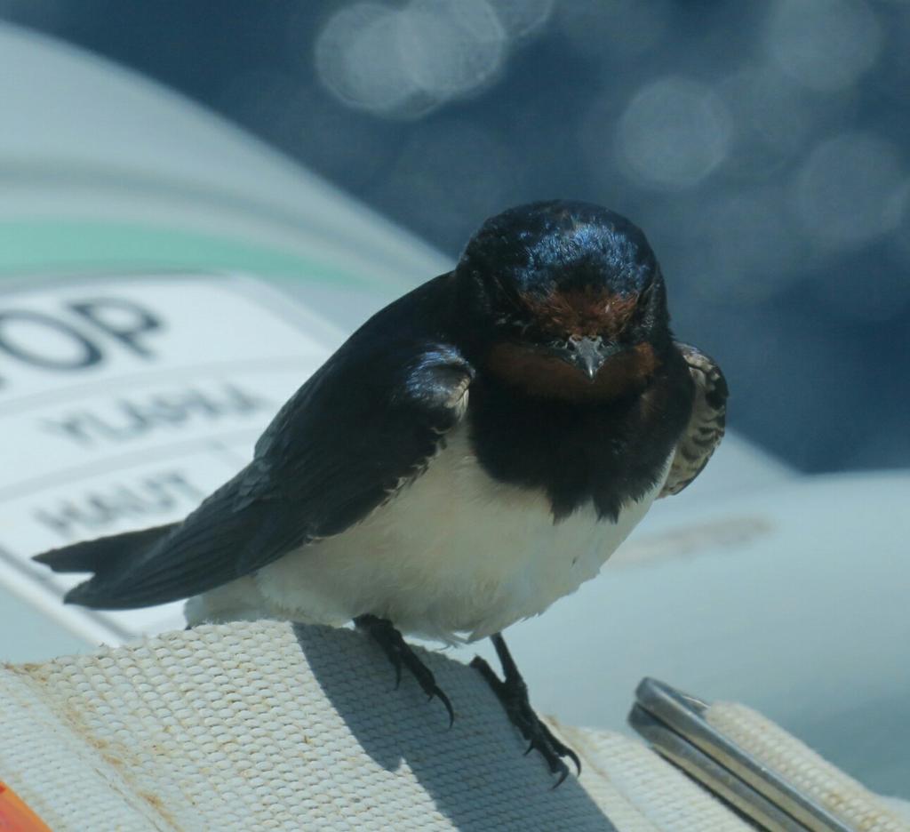 A close up of the swallow sitting on a liferaft securing strap. The sea, pout of focus, in the background