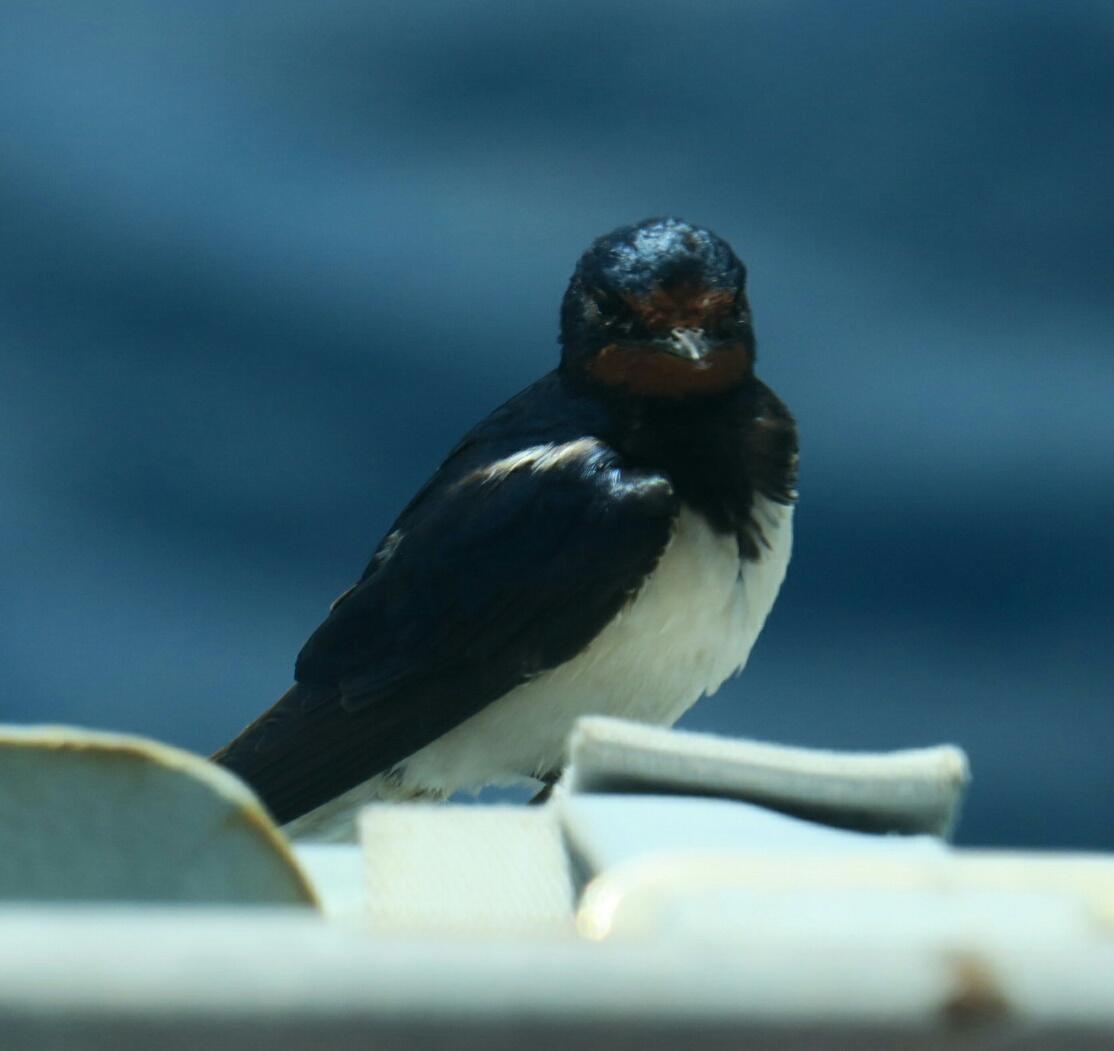 The swallow, looking straight at the camera, showing dark blue bread and back, off-white under parts and red face