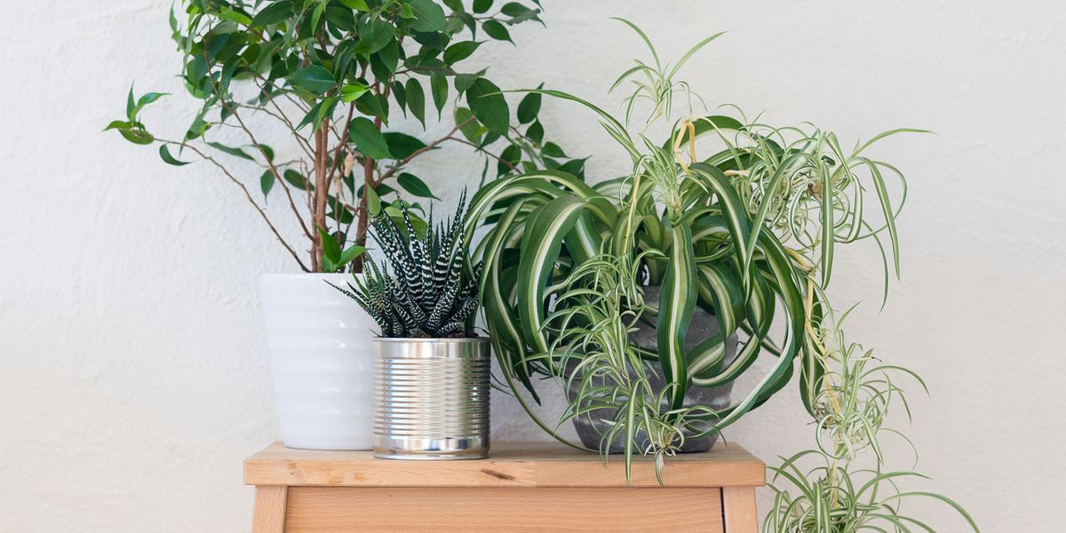 ExpressPropWV's tweet image. A breath of fresh air - home purifying houseplants

Chemicals given off by furnishings, building materials and cleaning products, as well as pollen, bacteria and mould can all pollute air inside the home

Read More housebeautiful.com/uk/lifestyle/a…