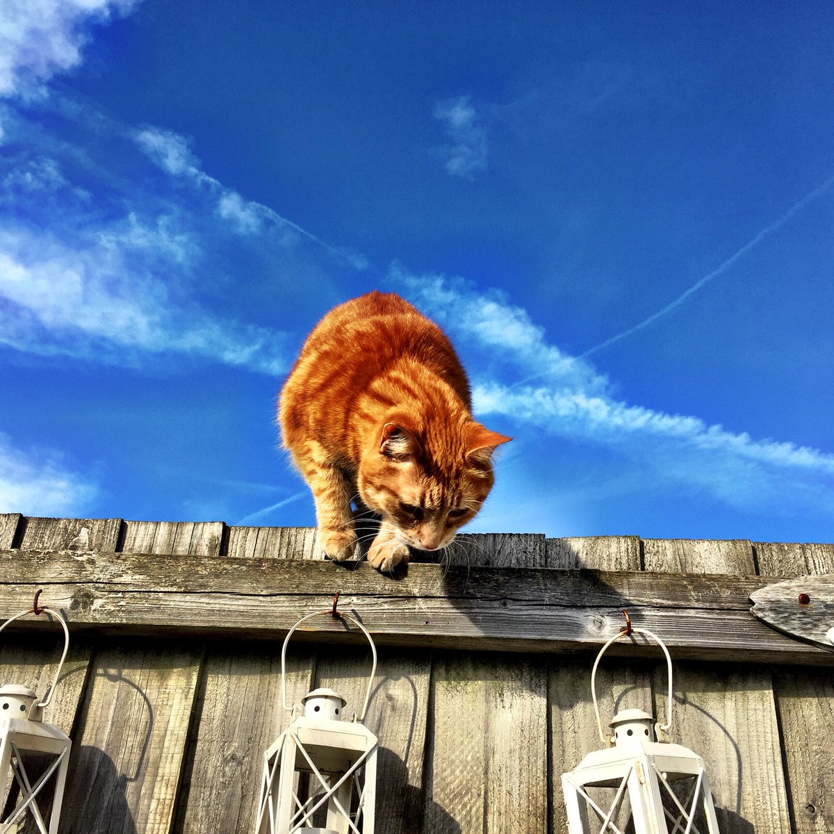 LynneWinThomas's tweet photo. โWhatโs that down there? Is it food? It had better be food, or Iโll be well pissed. Iโm hoping itโs food. If I get all the way down there and itโs not food, Iโm going to kick right off. Going for it.โ The internal monologue of #StinkyKev #petsofsplott #catsofsplott https://t.co/YKMm73KWZM