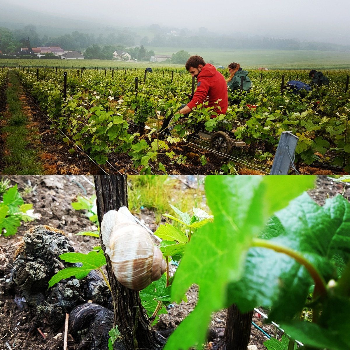 Un temps d'escargot ! <a href="/ClaireHohweyer/">Claire Hohweyer</a> <a href="/Agridemain/">#agridemain</a> <a href="/adomenach/">Audrey Domenach 🤓</a> <a href="/vinetsociete/">Vin & Société</a> @ChampBookingCom <a href="/ChineurdeChamp/">Chineur de CHAMP</a> @RobertFAIVRE #champagne #Nature #Wine