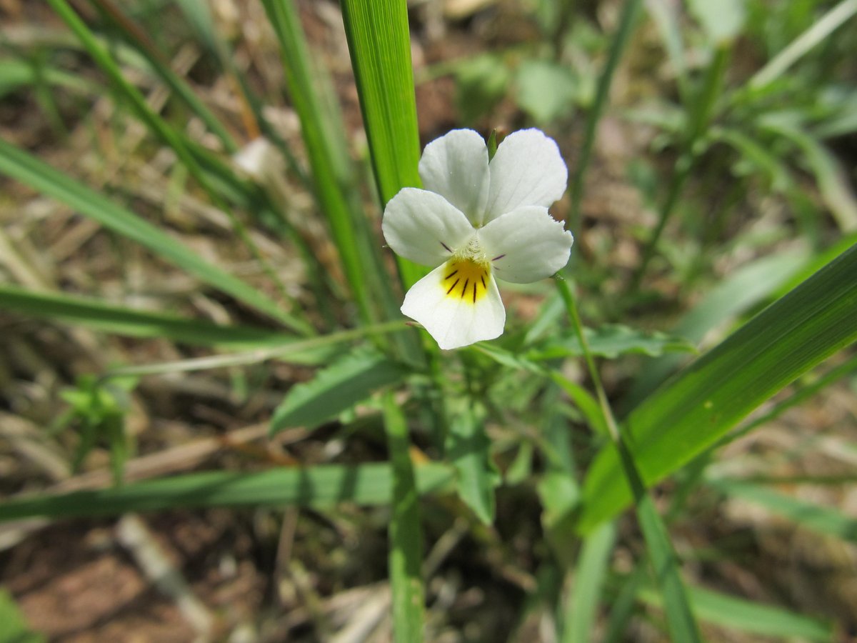 Ciurlis's tweet photo. #Naturephotography #Walk #Forest #Whitesnow #Viola 
📷1/ 1250 | 3.4 | ISO 125 https://t.co/V13p8OZ9ES