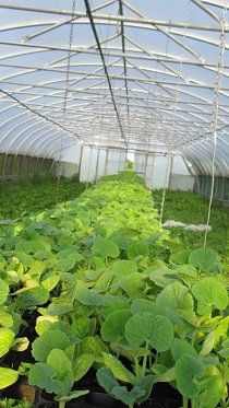 Organic_pam's tweet image. Getting these in has been our main occupation today, courgettes &amp;amp; summer squash.  The boys adjusted the Fedele planter, hopefully to suit the #Garford #robocrop weeder Pam &amp;amp; Clyde (wo)manned the planter @garfordrobocrop
