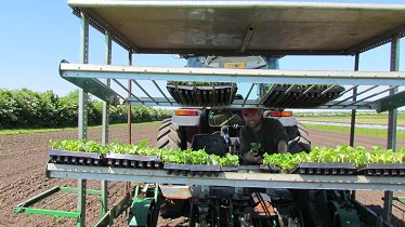 Organic_pam's tweet image. Getting these in has been our main occupation today, courgettes &amp;amp; summer squash.  The boys adjusted the Fedele planter, hopefully to suit the #Garford #robocrop weeder Pam &amp;amp; Clyde (wo)manned the planter @garfordrobocrop