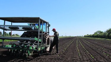 Organic_pam's tweet image. Getting these in has been our main occupation today, courgettes &amp;amp; summer squash.  The boys adjusted the Fedele planter, hopefully to suit the #Garford #robocrop weeder Pam &amp;amp; Clyde (wo)manned the planter @garfordrobocrop