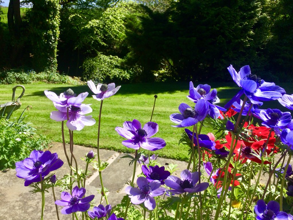 What a gloriously sunny day in Hurstwood! Come on summer! #sun #garden #sunterrace #patio #lovelancashire #anenome #summerlovin #brilliantburnley #lancashirelife #relax