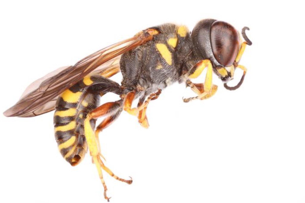 Western Yellow Jackets earthguardpest.com/blog/2018/05/w…