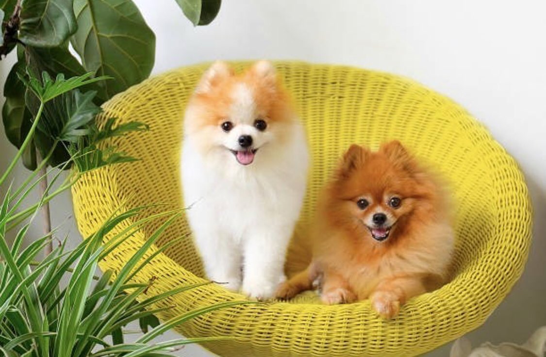 KibblePet's tweet photo. Just two Pomeranians lounging 😉🌿 #KibblePet #DogsOfTwitter https://t.co/lrAuFRByt3