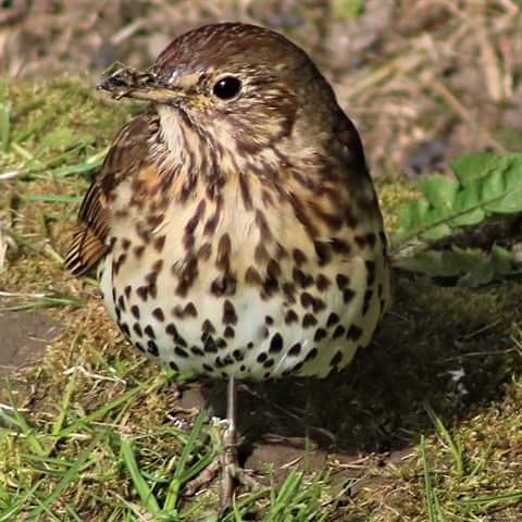 gwenda_williams's tweet photo. Garden birds @ruthwignall @AngleseyScMedia @RSPBCymru @BirdWatchDaily @BTO_GBW @garden_bird @dailypostwales @newsonline https://t.co/Kz0XLSoTUB