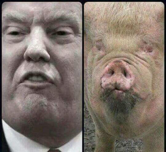 Ataktuncay79's tweet photo. @realDonaldTrump Domuz ne derse o https://t.co/RFoXJzBxYj