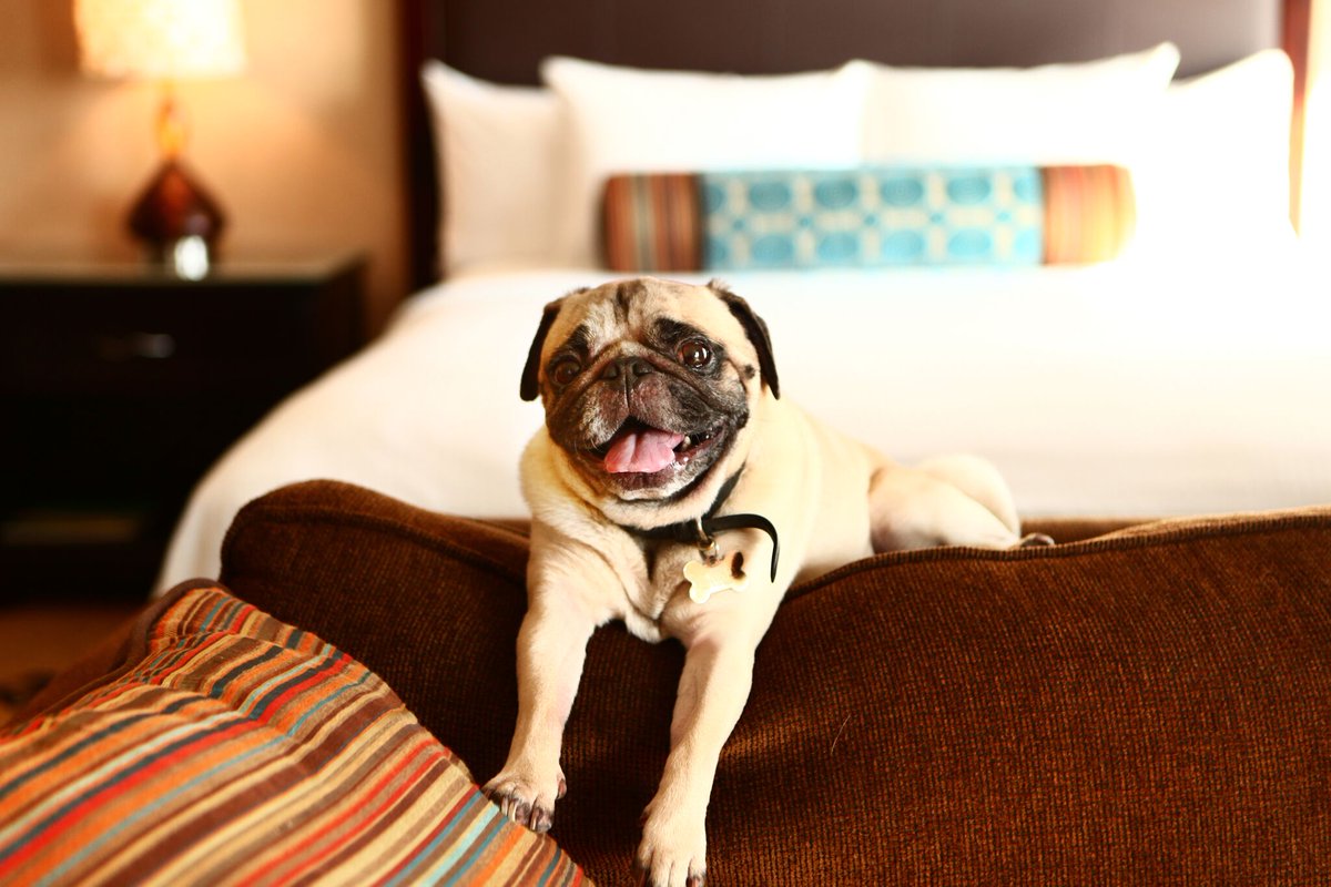 BudgetInnCOLS's tweet image. Here at the Budget Inn Columbus West, we are a pet friendly hotel or your convenience! #petfriendly #hotel #BudgetInn
