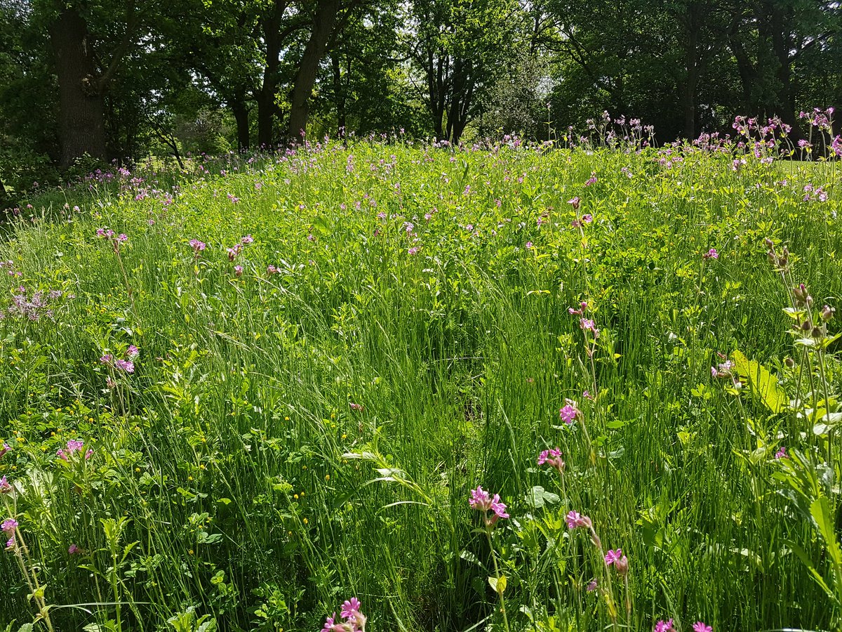 Playing surfaces coming along nicely <a href="/MuswellHillGC/">Muswell Hill GC</a>. Hard work by the lads &amp; keeping things simple. #greenkeeping