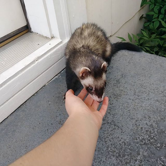 CptJackFerret's tweet photo. #pet #picoftheday #cutepet #cute #cutest #cutepet #cuteness #cuteferrets #cutepic #cutenessoverload #cuteferret #cuteanimals #ferrets #animals #aww #jack #loveferret #loveanimals https://t.co/ZJh7Ay5b6g https://t.co/jUSvSJUKeo