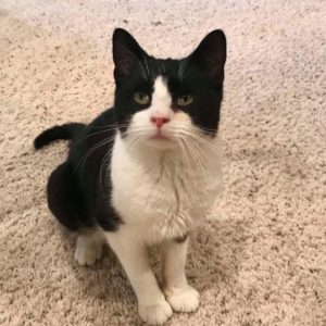 Paws For Life NC tweet media