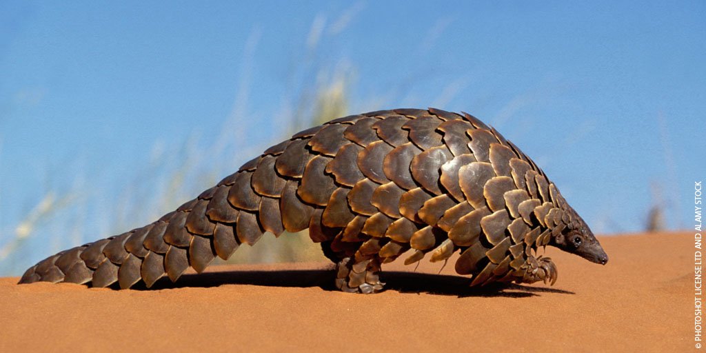 1 million pangolins have been killed in the last decade. We must end the illegal wildlife trade if we're to help save the world's most trafficekd mammal. #Pangolins
