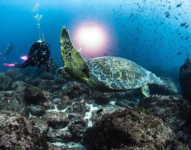 SDIdivers's tweet photo. It's #turtletuesday and we're back with some #turtlejokes - What kind of jokes do sea turtles tell?
- Shell-arious ones!
π· @scubapro
#TurtleTuesday #turtletime #turtle #turtlepower #SDIdivers #scubalife #scubadiving #scubalifestyle #scubadiver #scub⦠https://t.co/APJFiULoLa https://t.co/HSFsYMMvp7