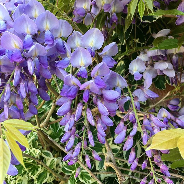 Choclette8's tweet photo. Wisteria is such a magnificent plant when in flower. Excited to find we have one in the garden. It’s probably been some time since it had much in the way of light. .
.
.
#wisteria #springflowers #gardening #scrumptiouslife #fbc18uk #fbcuk16 #fb
#flowerof… https://t.co/z52iuK5h0Q https://t.co/bWMGYOCDxz