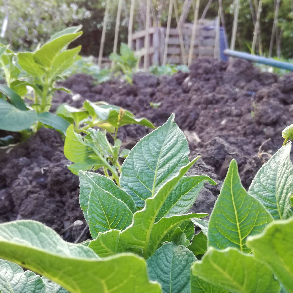 designer_iain's tweet photo. Healthy mind, healthy creative mind ☘️
The allotment is starting to sprout into action now, just got to wait to pick it now!
#graphicdesign #plants #garden #nutrition #wellness #buckscreative https://t.co/88CAdPmzKv