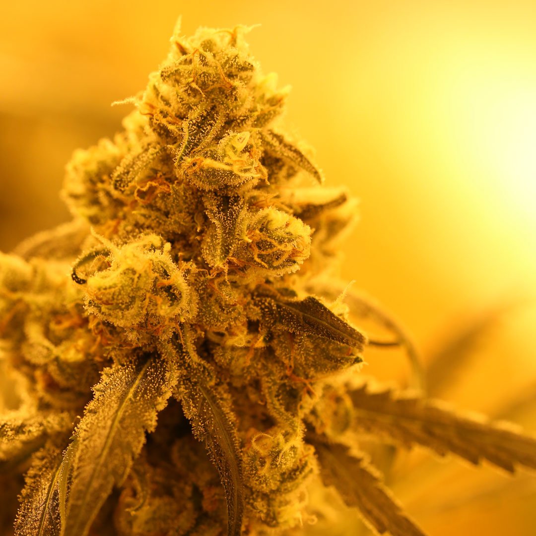 BrandNug's tweet photo. Premium Jack on deck! Find some near you @weedmaps #NUG #FlowerMonth #sativa #knowyourflavor #NUGflower #Jackherer #Premiumjack https://t.co/jYBtjo1b7H