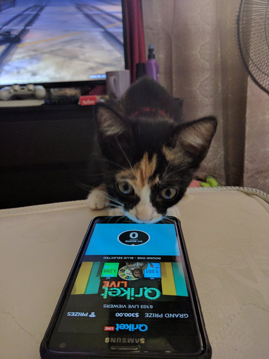 Krispy_Donna's tweet photo. @jcomparel @Qriket_Family @Qriket Check this out. Even my girl, Kirara, knows how to play πππ #SpinCodes #QriketLive https://t.co/0fYEAyDEAd