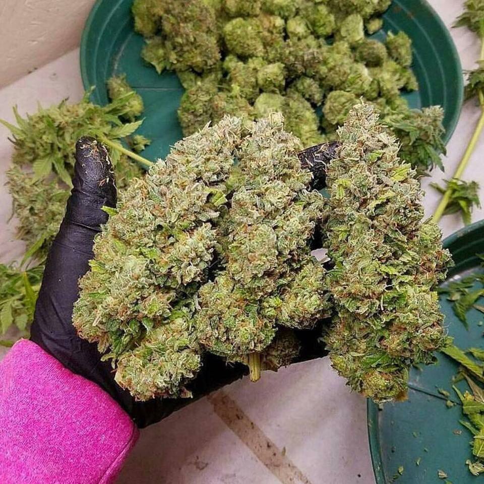 420plug2's tweet image. Cookies