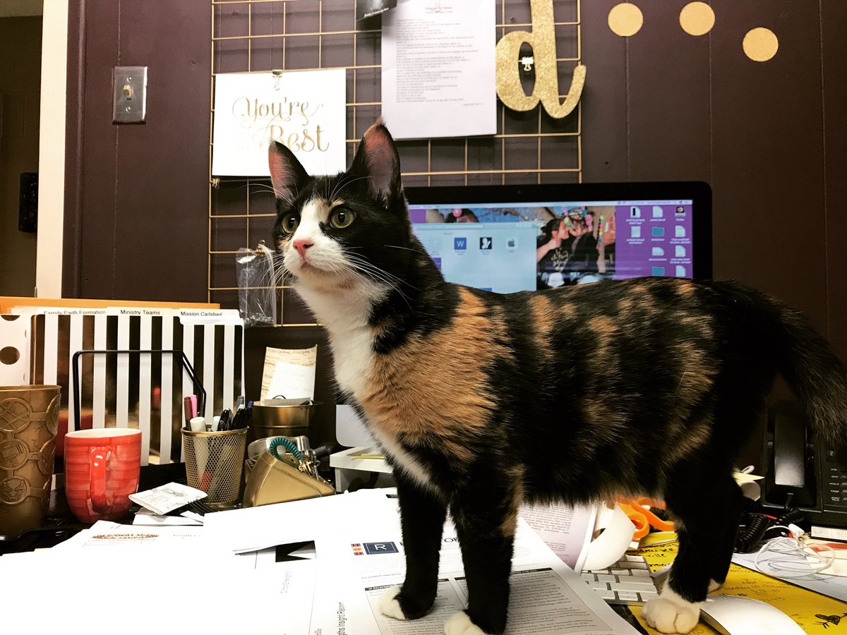 asinglejourney's tweet photo. It’s bring your cat to work day! #catlady #catmom #classykitten #catlife https://t.co/5sI5S3ZYeQ