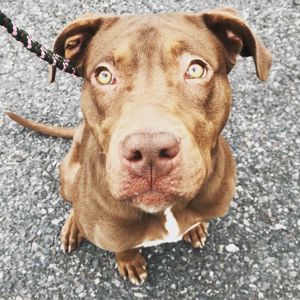 HumaneHBG's tweet photo. Bring your young jungle book lovin' heart to meet Shere Khan. This brown lab/pit mix is a playful and energetic pup in need of regular exercise and a big yard to watch over. Come make this pup the king of your jungle! #adoptdontshop #junglebook<3 #HumaneHBG https://t.co/IV4ND6UKhx