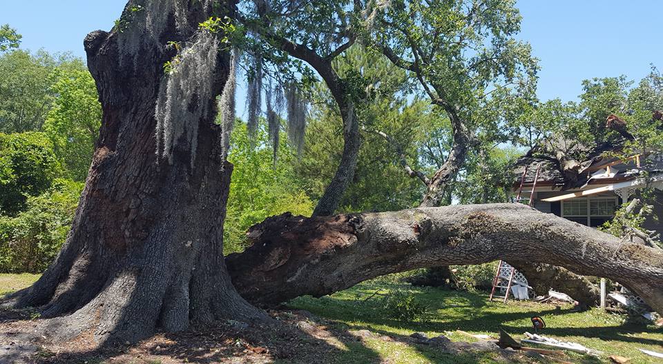LithiumStars's tweet photo. We want to thank the many media outlets who have share our story about the #LiveOak that fell on our home. We have a @gofundme campaign to help with costs of repairs and to help the tree. Please share https://t.co/nYiq7yvRRq #WhenNatureAttacks #Attack700YrTree https://t.co/kKCfsItF8x