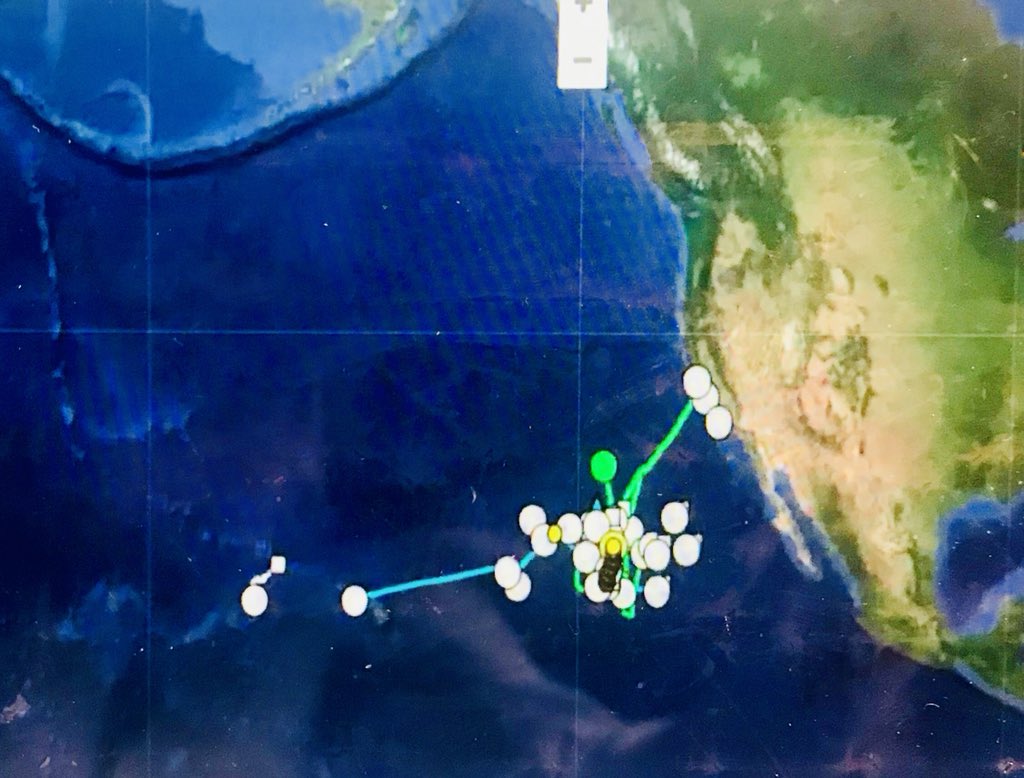 Fdouvere's tweet image. Fascinating science journey to White Shark café. Unique moment of data collection at 1000m depth. Why white sharks converge at this remote spot in the midst of the high seas remains mystery #WhiteSharkVoyage