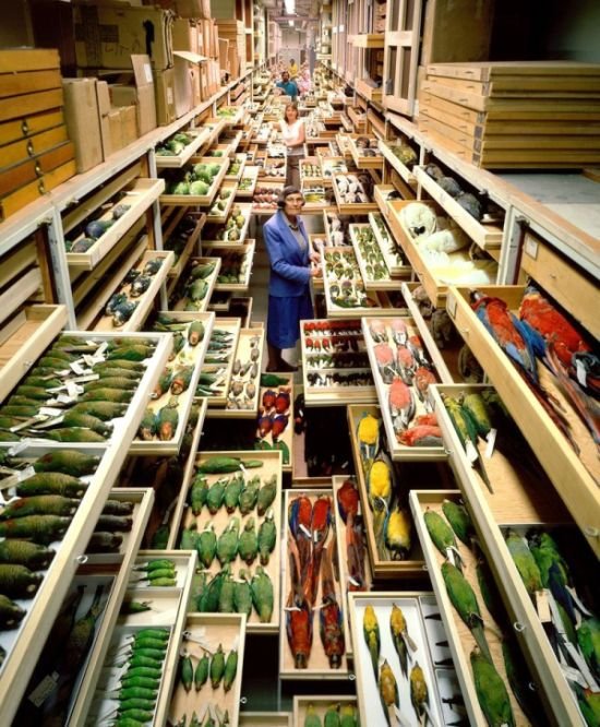 orbitalaika_tve's tweet photo. Inmensa colección de ex-loros, de loros difuntos, de loros que han dejado de existir, de loros que han expirado y han ido a conocer a su creador. Ah sí, es del Museo de Historia Natural Smithsonian https://t.co/uXktko83nu