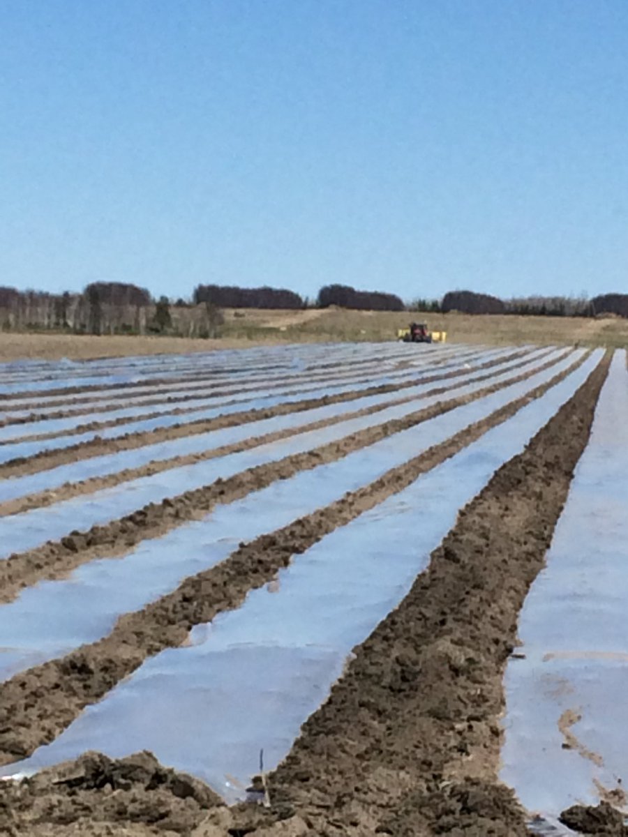 ricmac14's tweet photo. @PRIDESEEDS Test plots under plastic in Earlton thanks to @big_gars and @FarmerLiver https://t.co/Qk3ZgDZ4Gb