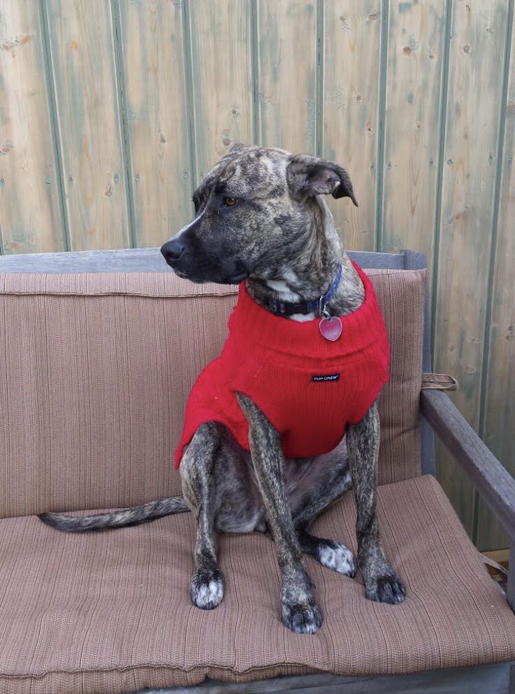 TigerFrances's tweet image. This is Luna! She is in need of a new home as soon as possible. Luna is in LA, almost 4 years old and sweet as can be! She is also great with other dogs. Please spread the word and help if you can. Reply here or email info@tigerfrances.org for more info on this sweet girl.❤️🐾