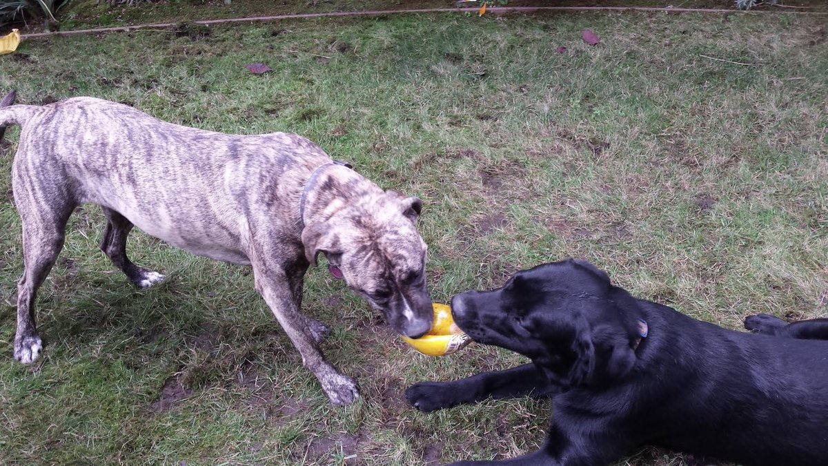 TigerFrances's tweet image. This is Luna! She is in need of a new home as soon as possible. Luna is in LA, almost 4 years old and sweet as can be! She is also great with other dogs. Please spread the word and help if you can. Reply here or email info@tigerfrances.org for more info on this sweet girl.❤️🐾