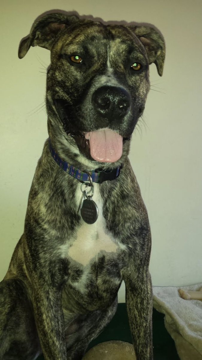 TigerFrances's tweet image. This is Luna! She is in need of a new home as soon as possible. Luna is in LA, almost 4 years old and sweet as can be! She is also great with other dogs. Please spread the word and help if you can. Reply here or email info@tigerfrances.org for more info on this sweet girl.❤️🐾