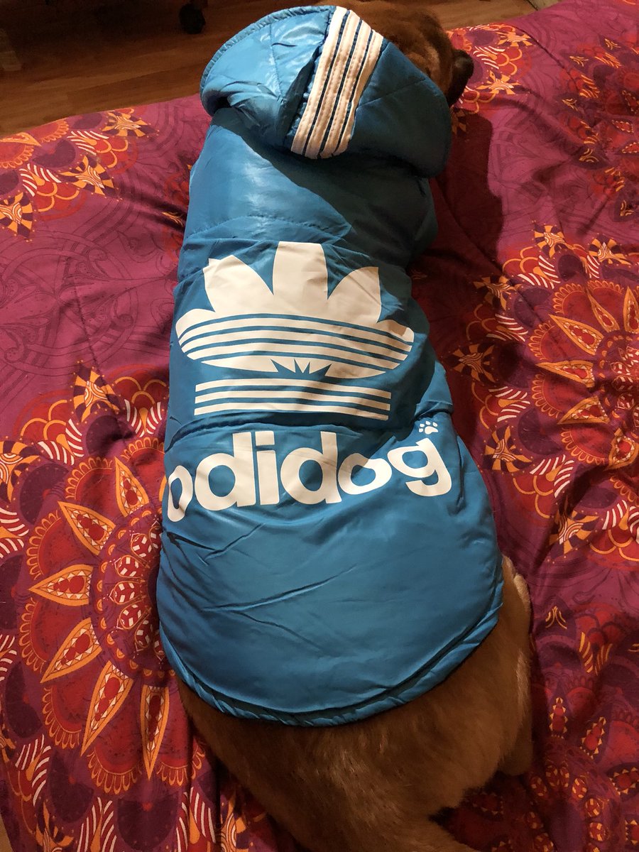 Anto_Cirano's tweet photo. #ADIDOG para el frío ❤️🐶😎 #trapdog #chiloé #dog #homie #parka https://t.co/eT7e659cNT