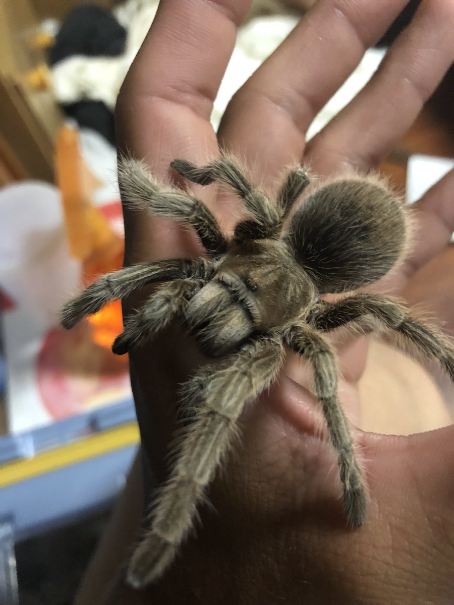 りゅーが No Twitter ローズヘアのハンドリング タランチュラのハンドリングできる種はめっちゃ好き タランチュラ ローズヘアタランチュラ 奇蟲