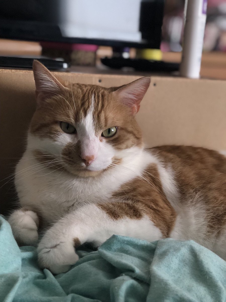 rebeccacoutcher's tweet photo. RT if you think my cat is cute #VoiceSaveKaleb https://t.co/PAiR4R6aI4
