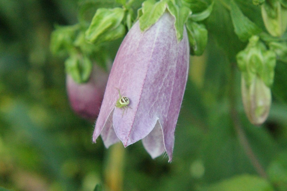 向島百花園 ホタルブクロが咲いています 蛍が入る袋 蛍の袋みたいだから えっ 蛍の袋って何 などと名前 の由来を考えながら本を開いたら 諸説ある と書いてありました 名前の由来も気になりますが 真ん中に映りこんだ虫も気になります 笑っ